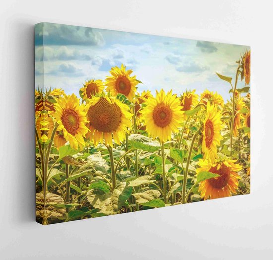 Beautiful sunflowers against the blue sky. Bright yellow flower of a sunflower against a blue sky on a sunny day. Selective focus - Modern Art Canvas - Horizontal - 1133482766 - 115*75 Horizontal