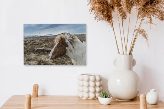 Portrait d'un brun cheval blanc 30x20 cm Islandaise - petit - impression photo sur toile peinture (Décoration murale salon / chambre à coucher) / Animaux sauvages Peintures Toile