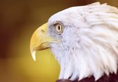 Tuinposter - Dieren - Wildlife / Eagle / Adelaar in wit / zwart / geel  -  60 x 90 cm.