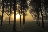 Tuinposter - Landschap / Boom - Bos  - 120 x 180 cm.