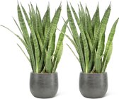 We Love Plants - Sansevieria Kirkii + Pot Luc - 2 stuks - 50 cm hoog - Vrouwentong