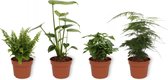 Set van 4 Kamerplanten - 1x Asparagus Plumosus & 1x Coffea Arabica & 1x Monstera Deliciosa & 1x Nephrolepis Vitale - ± 25cm hoog - 12cm diameter