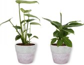 Set van 2 Kamerplanten - Monstera Deliciosa & Musa Tropicana- ±  30cm hoog - 12cm diameter - in betonnen lila pot