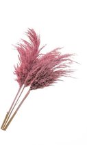 Plantophile Pampas Fluffy veren-XL-roze - 1 stuk