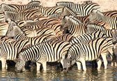 Tuinposter - Dieren - Zebra / wildlife - Wit / zwart  - 160 x 240 cm