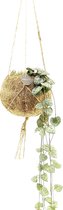 Chinees Lantaarnplantje | Ceropegia "String of Hearts"  - Kamerplant in Kokodama's kokosvezel hangpot ⌀12 cm - ↕10-15 cm