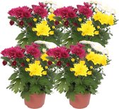 ZynesFlora - Chrysabella Carnaval - 4 Stuks - Potchrysant - Ø 12 cm - Hoogte: 25 cm - Tuinplant - Terrasplant - Kamerplant