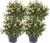 ZynesFlora - Chrysabella Yin Yang - 4 Stuks - Potchrysant - Ø 12 cm - ↕ Hoogte: 25 cm - Tuinplant - Terrasplant - Kamerplant