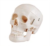 Schedel anatomisch model - skull - doodshoofd decoratie