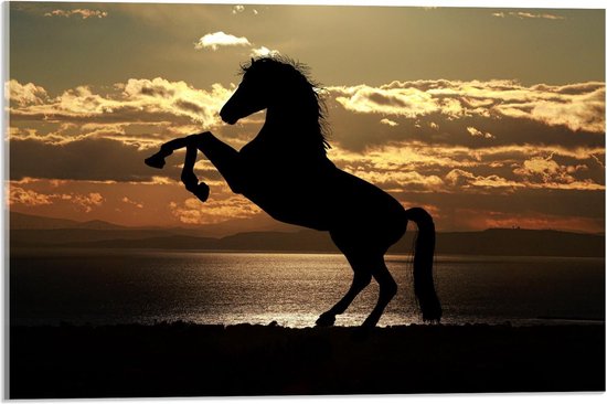 Acrylglas - Silhouet van Steigerend Paard op het Strand - 60x40cm Foto op Acrylglas (Met Ophangsysteem)