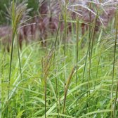 6x Miscanthus sinensis 'Gracillimus' - Prachtriet - Pot 9x9 cm