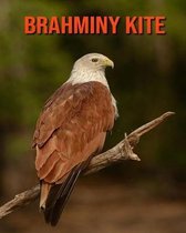 Brahminy kite