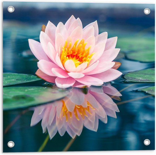 Tuinposter – Roze Waterlelie  - 50x50cm Foto op Tuinposter  (wanddecoratie voor buiten en binnen)