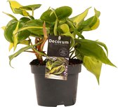 Decorum Philodendron Brazil – ↨ 15cm – ⌀ 12cm