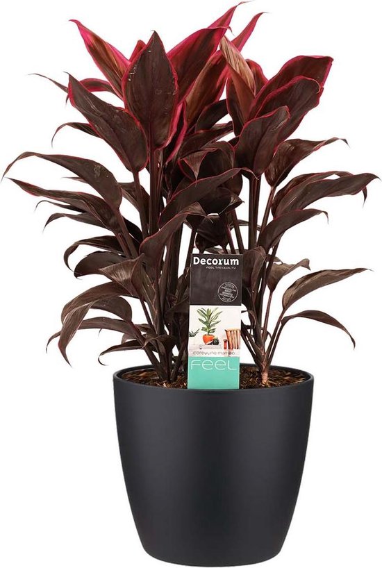 FloraExpert - Cordyline - 60 Cm - Ø 19