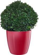 Ilex in ELHO Brussels Diamond Red – ↨ 35cm – ⌀ 30cm