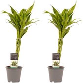 Decorum Duo 2 x Dracaena Sandriana gold – ↨ 45cm – ⌀ 12cm