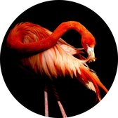 Flamingo op zwarte achtergrond - Foto op Behangcirkel - ⌀ 120 cm