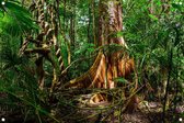 Tuinposter - Boom in regenwoud - omgezoomde rand - 120x80cm