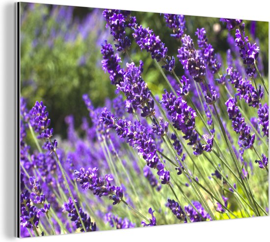 Wanddecoratie Metaal - Aluminium Schilderij Industrieel - Heldere paarse lavendel in de natuur - 180x120 cm - Dibond - Foto op aluminium - Industriële muurdecoratie - Voor de woonkamer/slaapkamer