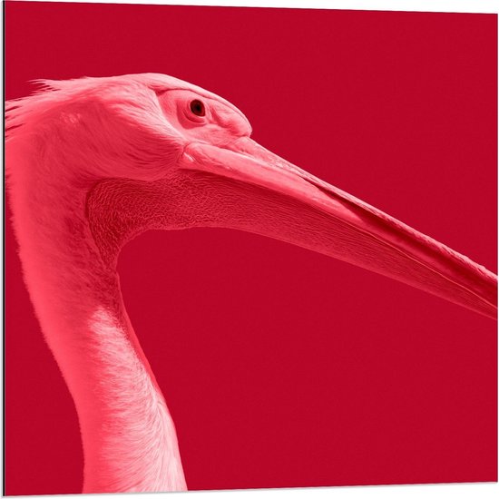 Dibond - Rode Vogel met Lange Snavel op Rode Achtergrond - 80x80cm Foto op Aluminium (Met Ophangsysteem)