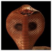 Bruine Cobra Art - Foto op Akoestisch paneel - 150 x 150 cm