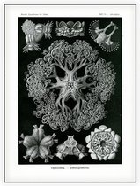 Astrophyton - Ophiodea (Kunstformen der Natur), Ernst Haeckel - Foto op Akoestisch paneel - 120 x 160 cm