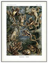 Hyla - Batrachia (Kunstformen der Natur), Ernst Haeckel - Foto op Akoestisch paneel - 60 x 80 cm
