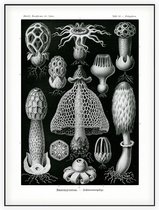 Dictyophora - Basimycetes (Kunstformen der Natur), Ernst Haeckel - Foto op Akoestisch paneel - 90 x 120 cm