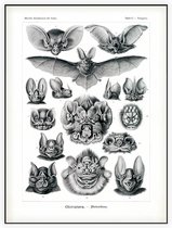 Vampyrus - Chiroptera (Kunstformen der Natur), Ernst Haeckel - Foto op Akoestisch paneel - 150 x 200 cm