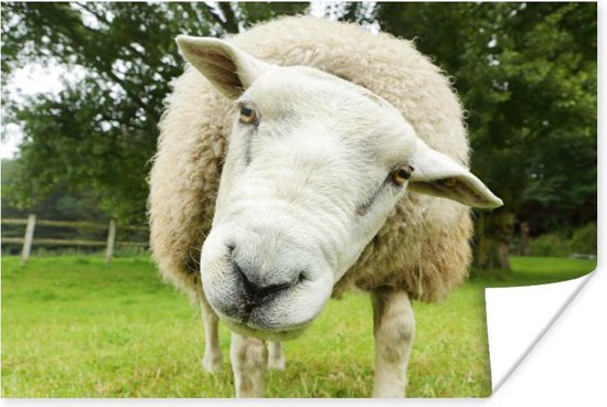 Un Mouton Drole Regarde L Affiche De L Appareil Photo 90x60 Cm Tirage Photo Sur Bol Com