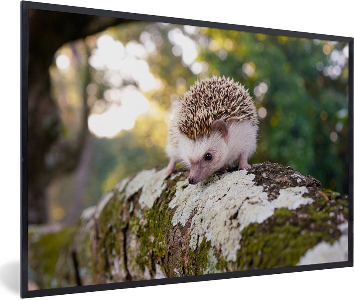 Fotolijst incl. Poster - Egel loopt op tak - 120x80 cm - Posterlijst op Prijzenvolger.com
