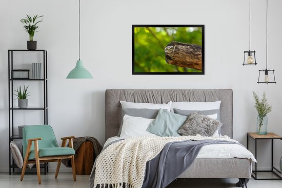 Photo encadrée - Petit hibou brahmane en tronc d'arbre creux cadre photo noir sans passe partout 90x60 cm - Affiche encadrée (Décoration murale salon / chambre)