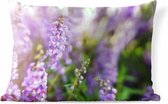 Buitenkussens - Tuin - Close up van hele lavendel in een veld - 60x40 cm