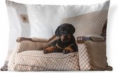 Buitenkussens - Tuin - Schattige Rottweiler puppy zit op een stoel - 60x40 cm
