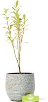 Salix gracilistyla ‘Mount Aso’®, wilg met roze katjes - Hoogte +40cm - 2L pot
