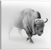 Dibond - Buffel in de Sneeuw - 50x50cm Foto op Aluminium (Wanddecoratie van metaal)