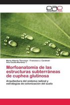 Morfoanatomía de las estructuras subterráneas de cuphea glutinosa
