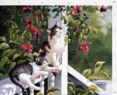 Schilderen op Nummer Katten Balkon 40x50 met Frame Volwassenen & Kinderen - Kleuren op Nummer - Paint by Number - Hobbypainting.nl®