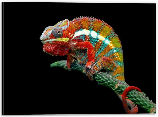 Dibond - Kameleon op Tak - 40x30cm Foto op Aluminium (Met Ophangsysteem)