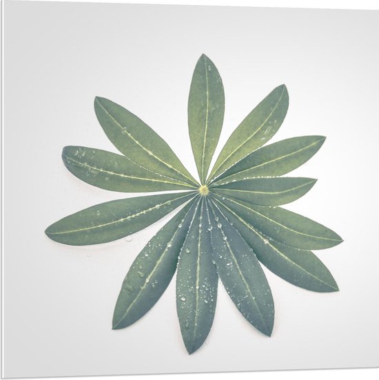 Forex - Planten in Bloemvorm - 80x80cm Foto op Forex