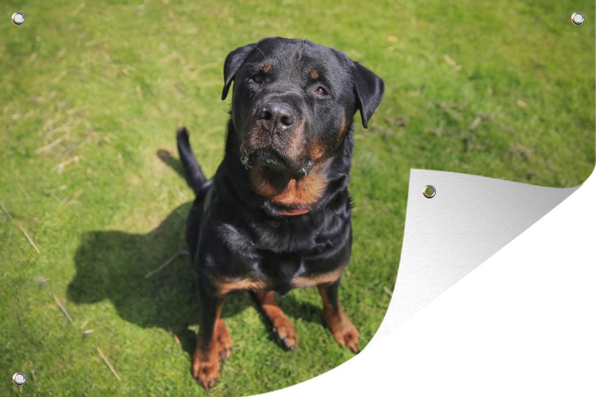 Muurdecoratie Rottweiler kijkt naar zijn baasje - 180x120 cm - Tuinposter - Tuindoek - Buitenposter op Prijzenvolger.com