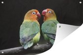 Muurdecoratie Lovebirds papegaaitjes fotoprint - 180x120 cm - Tuinposter - Tuindoek - Buitenposter