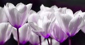 Tuinposter - Bloem - Tulp / Tulpen in wit / zwart / paars -100 x 200 cm