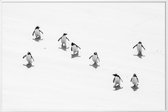 JUNIQE - Poster in kunststof lijst Snow Penguins -40x60 /Wit & Zwart