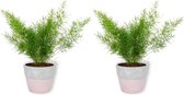 2x Kamerplant Asparagus Sprengeri - Sierasperge - ± 25cm hoog - ⌀  12cm - in roze betonnen pot