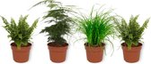 Set van 4 Kamerplanten - 2x Nephrolepis Vitale & 1x Asparagus Plumosus & 1x Cyperus Zumula - ± 25cm hoog - 12cm diameter