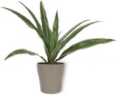 Kamerplant Dracaena Warnecki - ± 20cm hoog – 12cm diameter - in zilverkleurige pot