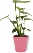 Kamerplant Monstera - Monstera Deliciosa - ± 40cm hoog - 12cm diameter - in roze pot