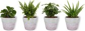 Set van 4 Kamerplanten - Aloe Vera & Peperomia Green Gold & Coffea Arabica & Nephrolepis Vitale - ± 25cm hoog - 12cm diameter - in betonnen lila pot